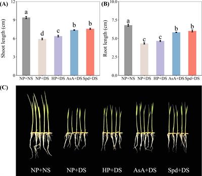 Seed priming with ascorbic acid and spermidine regulated auxin biosynthesis to promote root growth of rice under drought stress